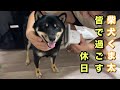 柴犬くま太　皆で過ごした休日