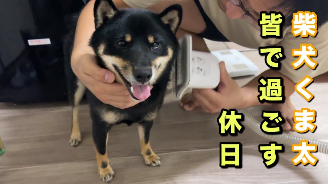 柴犬くま太 皆で過ごした休日 - YouTube