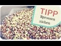 TIPP // Brokkoli-Sprossen ziehen mit Keimschale