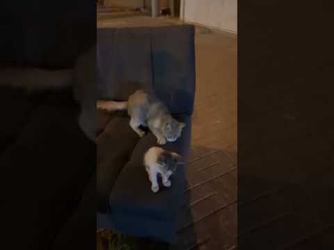 اطفال ميو قطط 