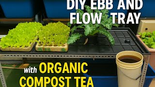 DIY Ebb and Flow Tray Powered by Organic Compost Tea | Grow Healthy Greens at Home!