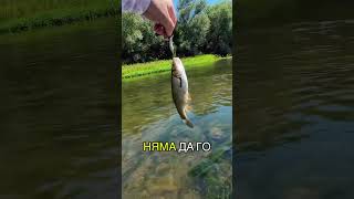 Беше добър риболов 🤙 Вижте целият клип в каналът ми🫡  #кефал #fishing #риболов