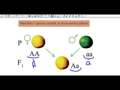 Video: Dərinin rəngi natamam dominantlığın nümunəsidirmi?