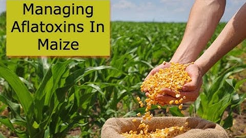 Practical Ways To Manage Aflatoxins In Maize