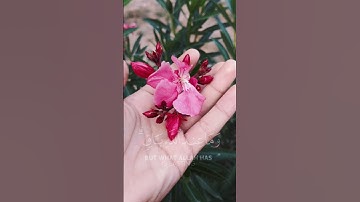القارئ عبد الرحمن مسعد / ما عندكم ينفد وما عند الله باق...