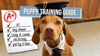 Mastering Puppy Training: How to Train Your Dog