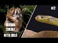 Venom: Why are some animals venomous? Are there venomous mammals? What are the most venomous animals