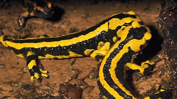 O que é o salamandra o que come?