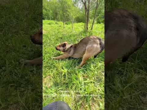 Как бездомная собака украла наши сердечки 💞 #любовь #собаки #домашниеживотные