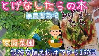 とげなしタラの木/根株植え付けから150日経過/家庭菜園/2021年