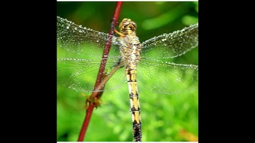 Chuồn chuồn  và câu nói chuồn chuồn bay thấp thì mưa , bay cao thì nắng bay vừa thì râm