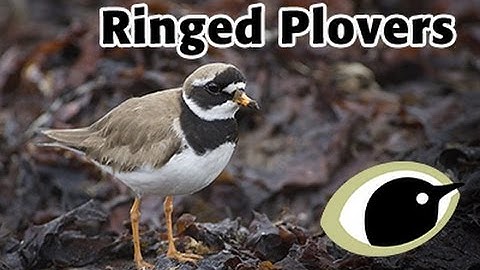 BTO Bird ID - Ringed Plovers