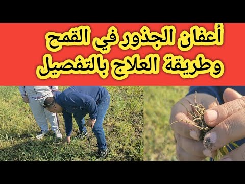 أعفان الجذور في القمح وطريقة العلاج خطوة بخطوة السبب الاساسي لموت واصفرار القمح