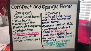 Compact vs Spongy Bone