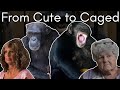 Chimp Queens: The Illegal Dark Side to Pet Chimpanzees | Cid Dwyer