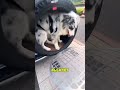 Es seguro llevar al perro así en el coche?