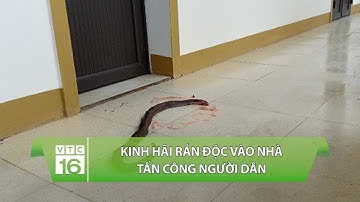 Kinh hãi rắn độc vào nhà tấn công người dân | VTC16