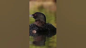 Loon Wailing With Chick On Back Shorts 