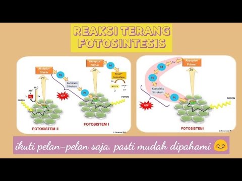 Video: Dari mana asal elektron tereksitasi yang mengalir melalui fotosistem II?