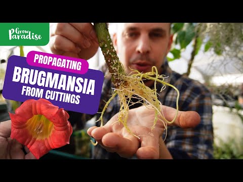 فيديو: آفات وأمراض Brugmansia - المشكلات الشائعة التي تؤثر على نباتات Brugmansia