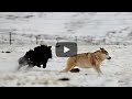 Mongolian bankhar fighting against wolf   dog vs wolf