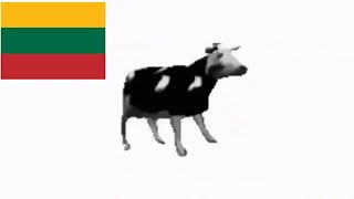 Polish cow, but its Lithuanian!