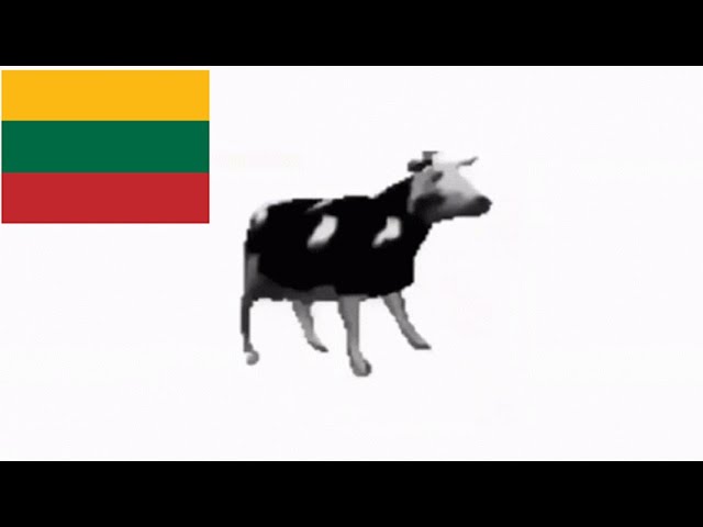 Polish cow, but its Lithuanian! class=