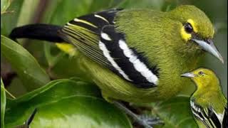 Suara pikat burung sirtu kawin