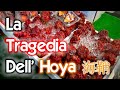 La TRAGEDIA dell'HOYA - Vivi Giappone