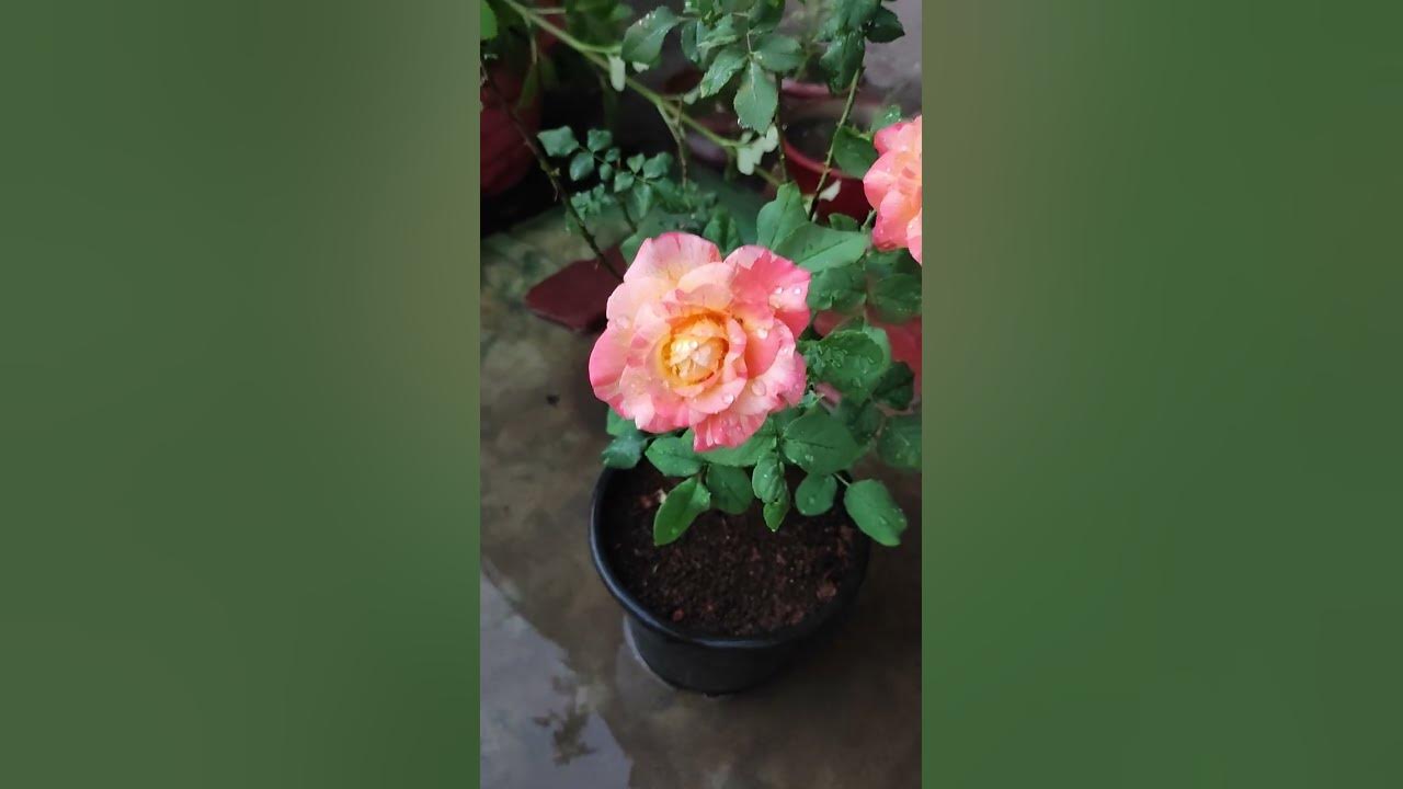 Abra ka dabra Rose # Terrace gardening - YouTube