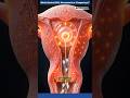 How the Birth Control Pill Actually Prevents Pregnancy: Permanent or Temporary Fertility Effects?
