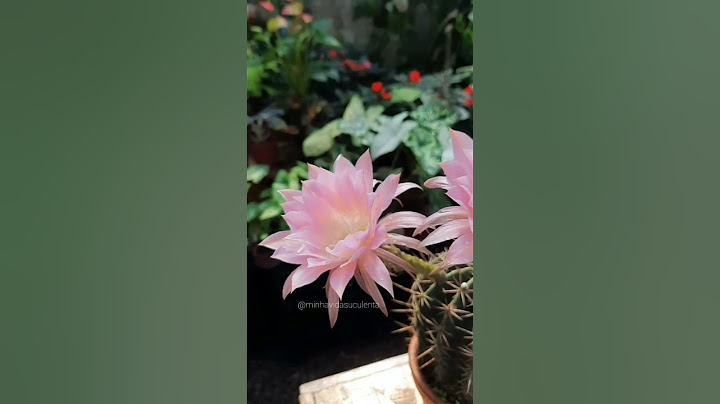 Cadê os paixonados por flores de cactos ?#cactos #cactoslovers #cactosfloridos #flordecactus #cactus