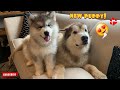 Giant Malamutes Meet New Puppy! Their First Reactions! (And The Cat!!)