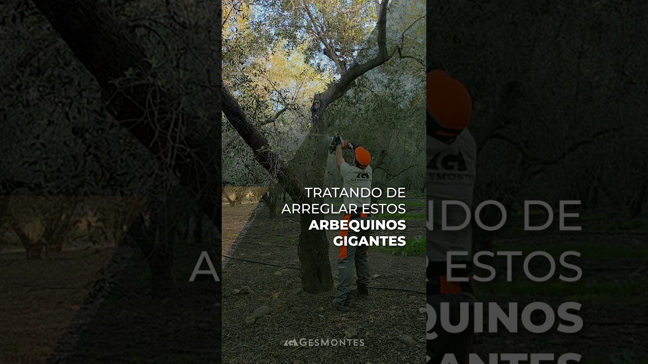 PODA DE ARBEQUINOS GIGANTES