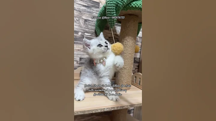 Video 11717231: tabby british shorthair kittens, shorthair kitten britishshorthair