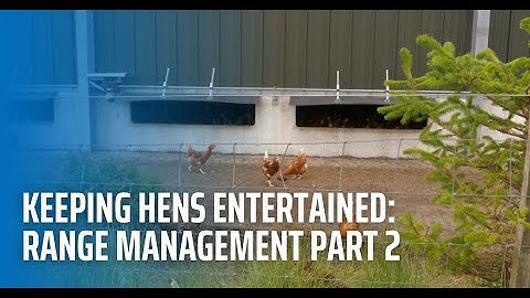 Kippen vermaken - Uitloopbeheer deel 2