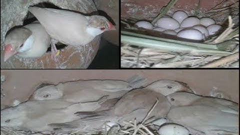 Fawn(brown) java Best Progress In Colony | Urdu/Hindi | By LodhiBirds