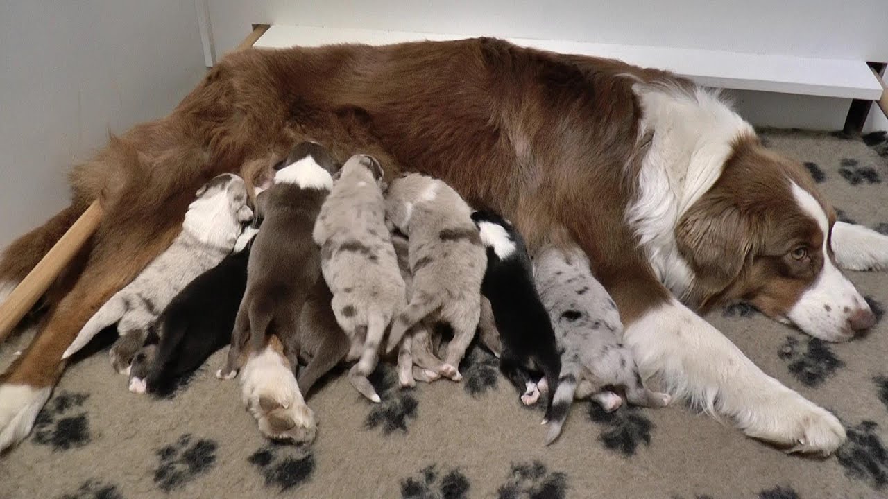 newborn aussie puppies