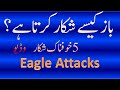 Deadliest Eagle Attacks!  Compilation (باز کاخوفناک شکار)