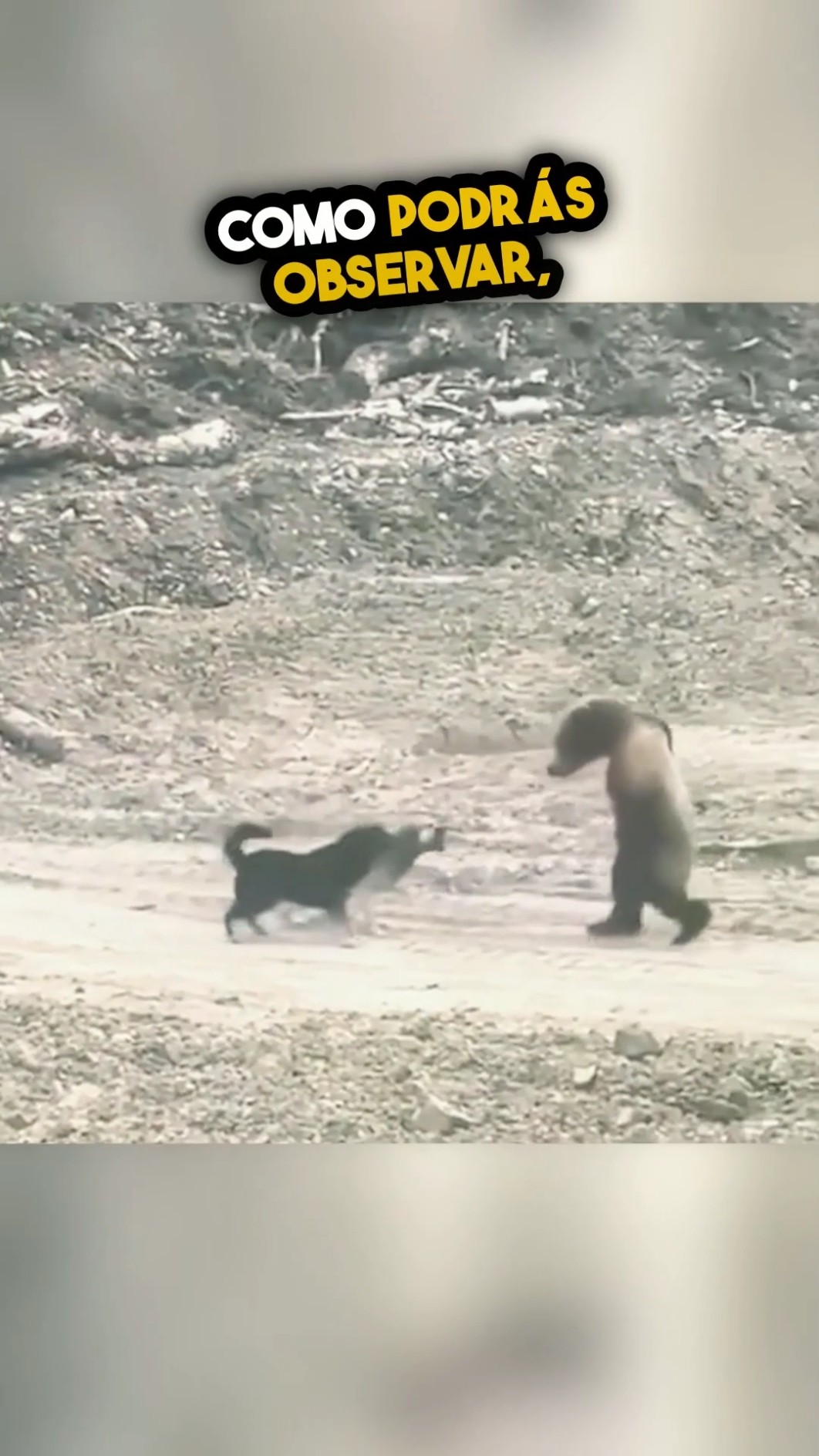 ¡El oso que derrotó el miedo con pura estrategia! ??