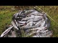 За хариусом в тайгу Республики Коми/дикая природа, отличный улов!Fishing for grayling!