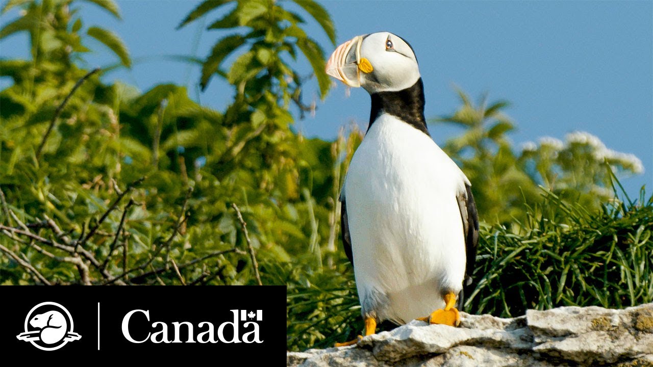 Oiseaux : espèces, habitat, mode de vie ! - Page 2