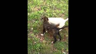 Roxy The Jack Russell Mole Hunting