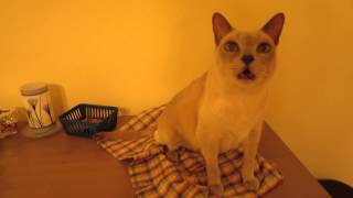 Conversation with a Tonkinese Cat