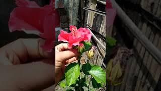 Red Single hibiscus flower plant growing in container/Joba phool/Gudhal ke phool/Hibiscus/ #Shorts
