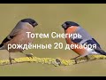 Тотем Снегирь рождённые 20 декабря