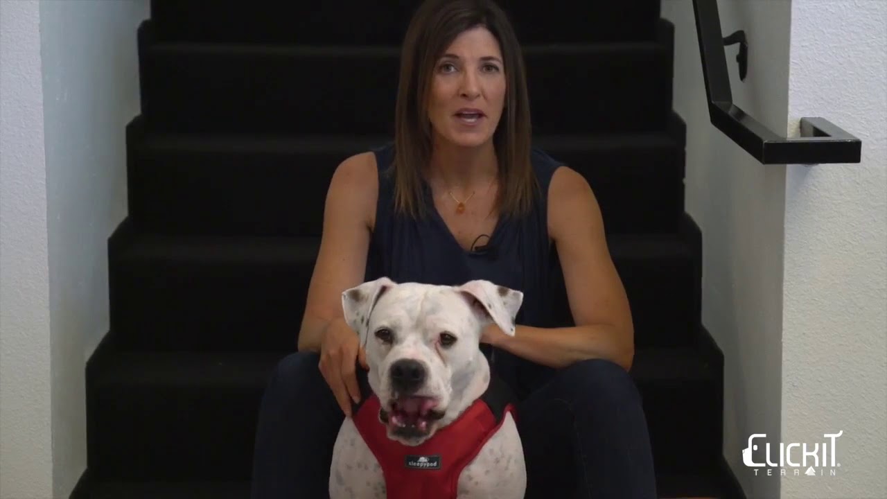 Clickit Terrain Dog Safety Harness YouTube