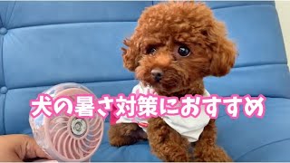 犬の暑さ対策におすすめ⭐︎ミストが出てくるハンディファン【トイプードルのサラ】