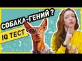 ТЕСТ НА ИНТЕЛЛЕКТ СОБАК: насколько умные мои фараоновы собаки? (тест на IQ по методу Стэнли Корена)