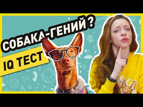 Вопрос: Как проверить интеллект собаки?